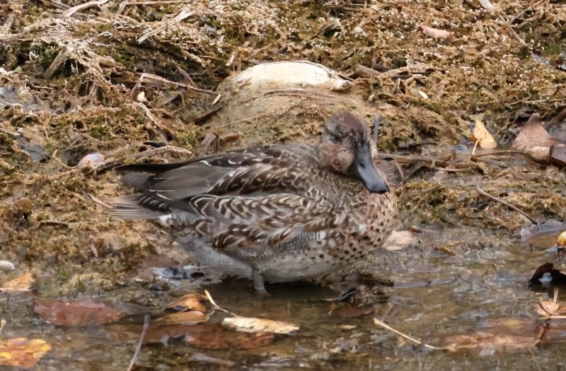 krikkand - ML644663867