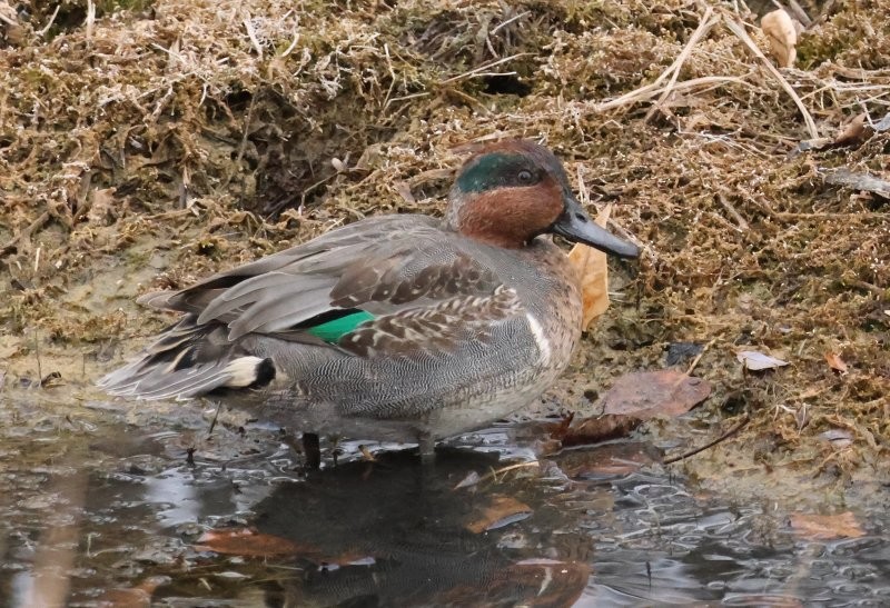 krikkand - ML644663868