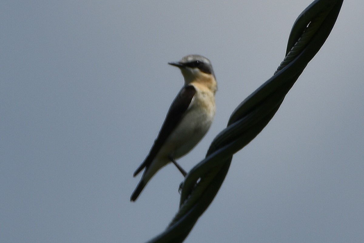 ハシグロヒタキ - ML644663869