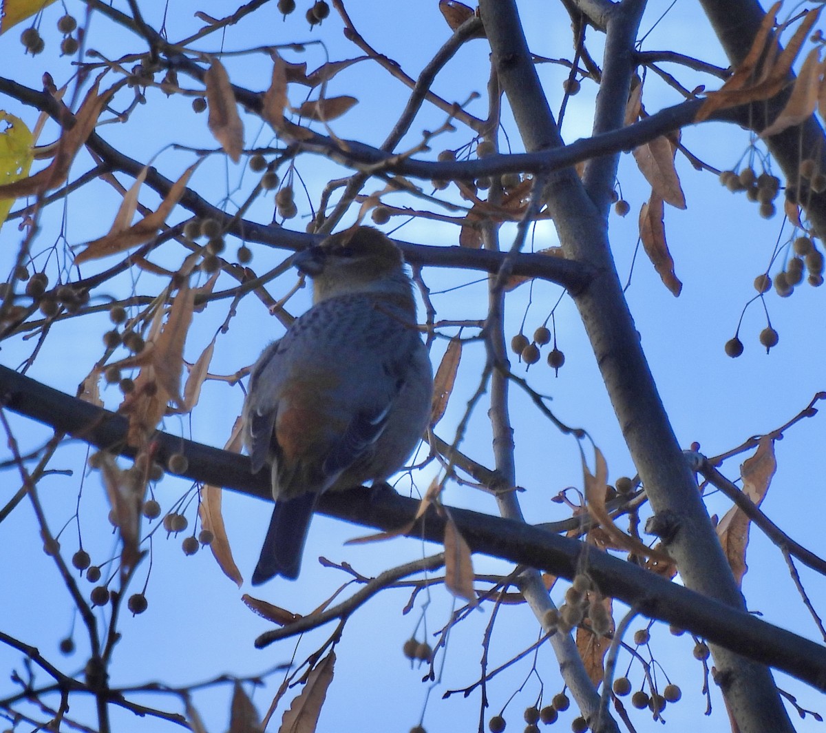 Pine Grosbeak - ML644663879