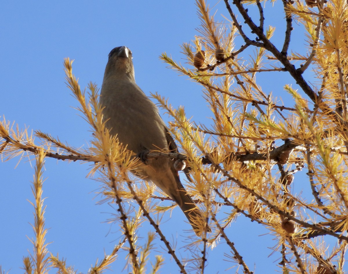 Pine Grosbeak - ML644663882