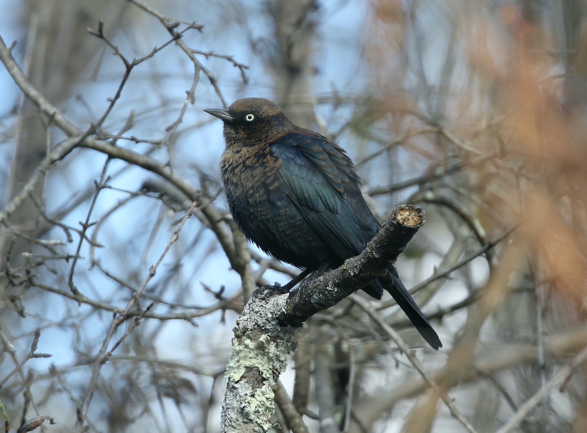 Rusty Blackbird - ML644663884