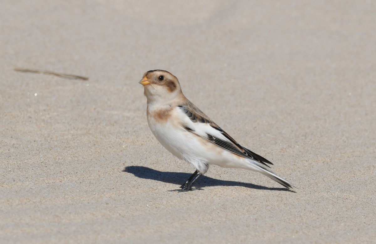 Snow Bunting - ML644663891