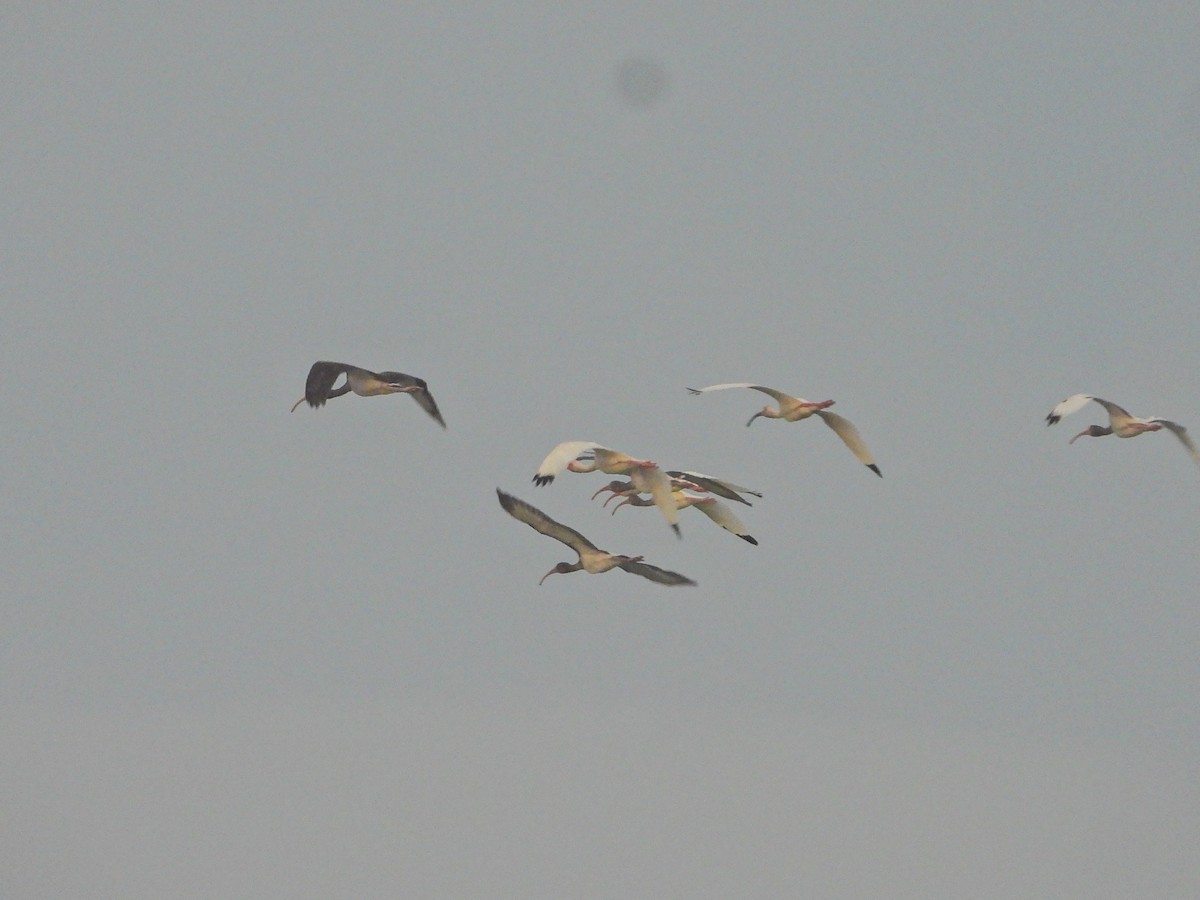 Ібіс білий - ML644663894