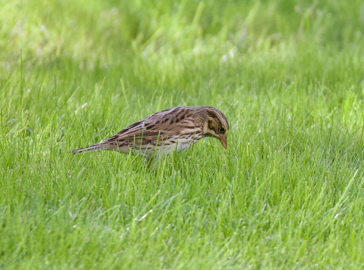 strnadec luční - ML644663895