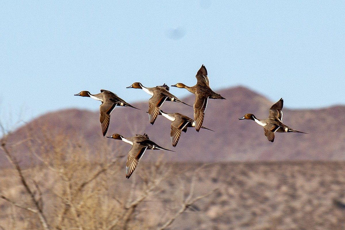 Шилохвіст північний - ML644663896