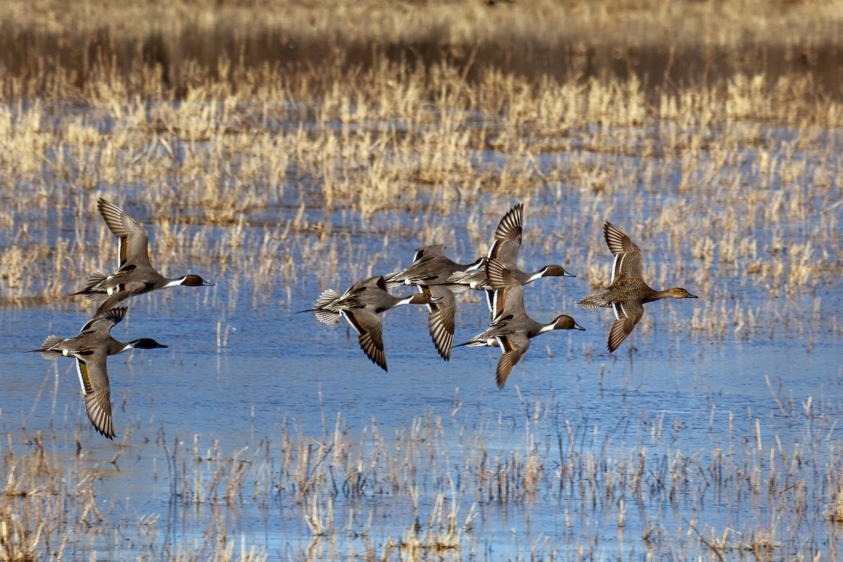 Шилохвіст північний - ML644663897