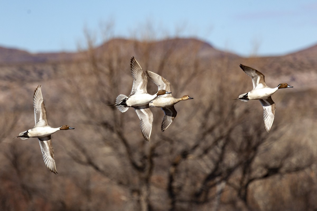 Шилохвіст північний - ML644663898