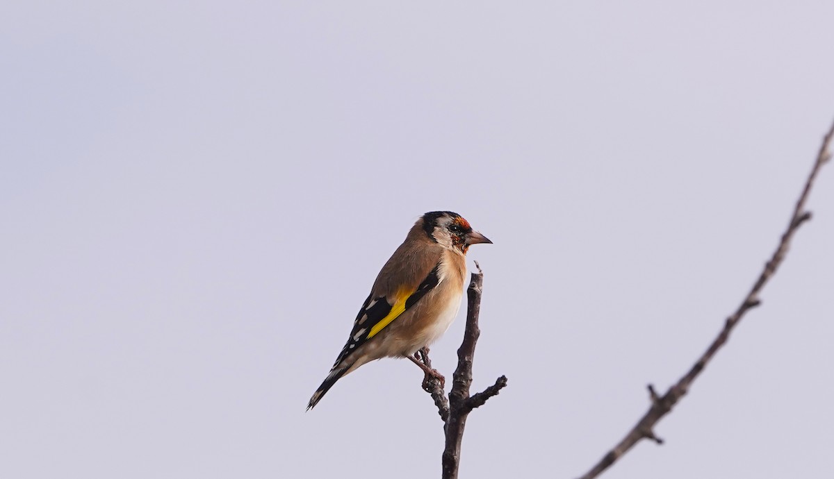 Щиглик звичайний - ML644663899