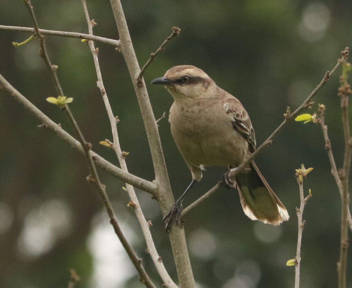 Пересмішник білобровий - ML644663900