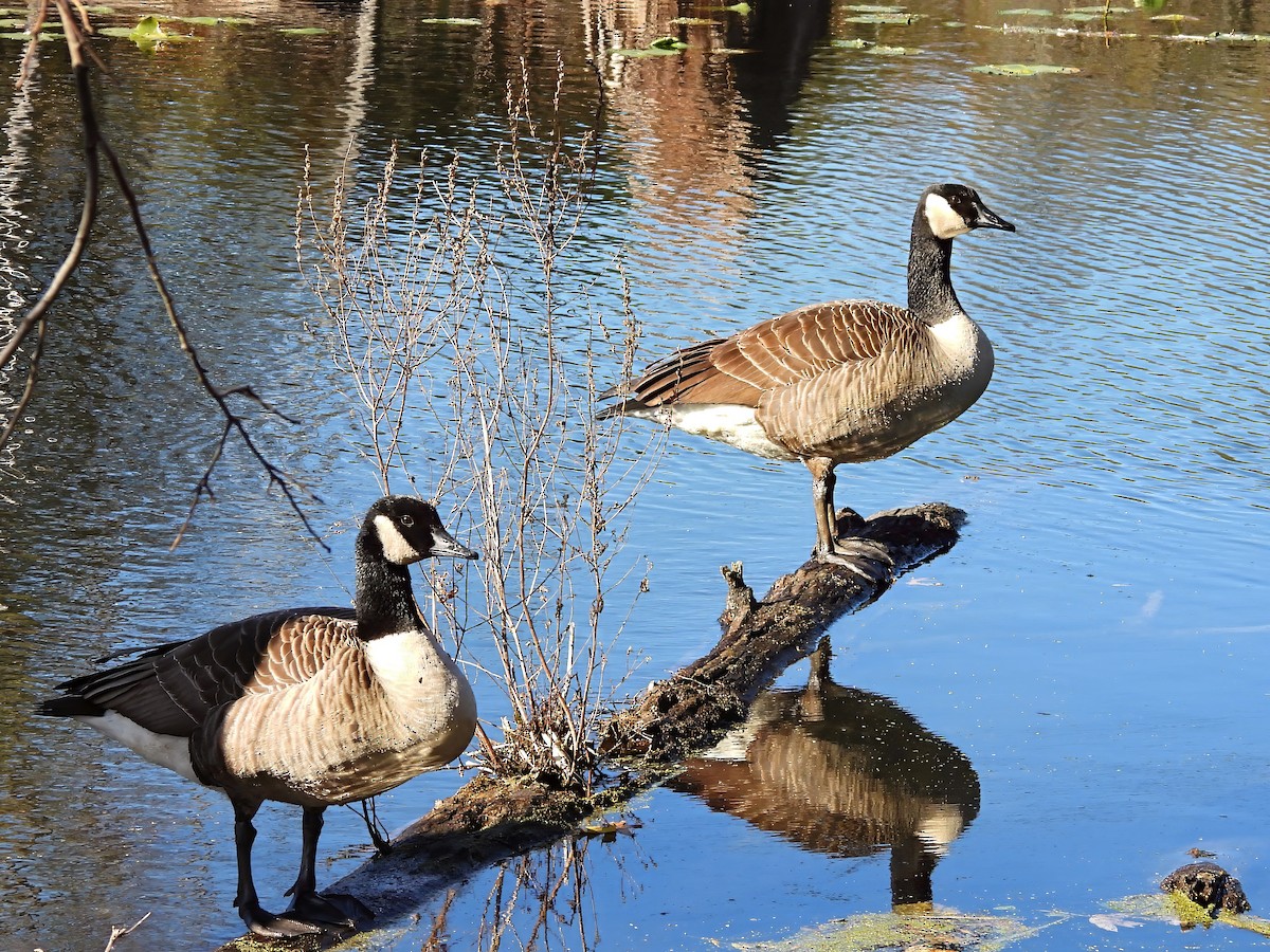 Казарка канадська - ML644663901