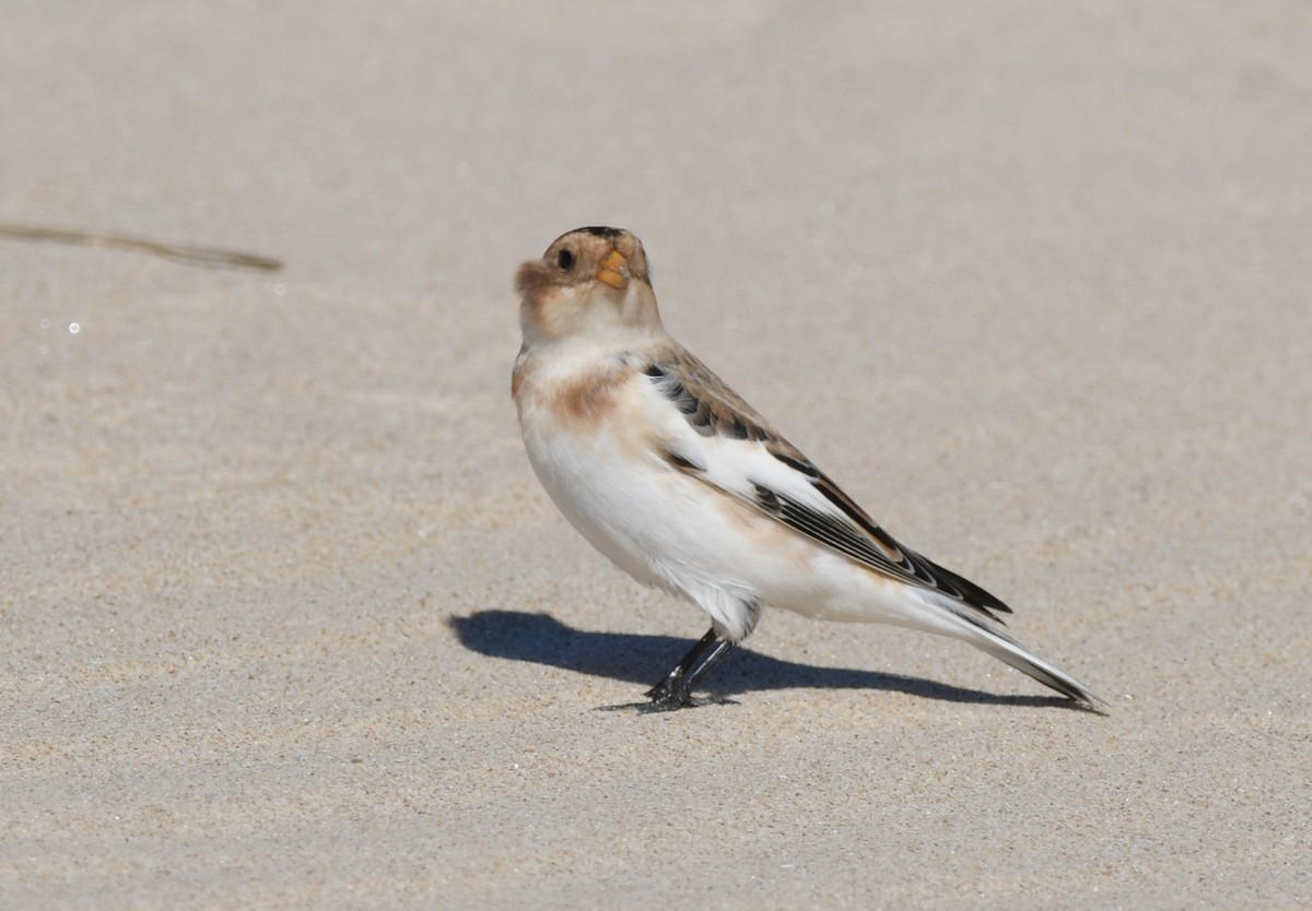 Snow Bunting - ML644663902