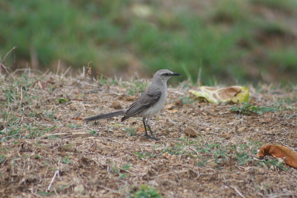 Пересмішник сивий - ML644663907