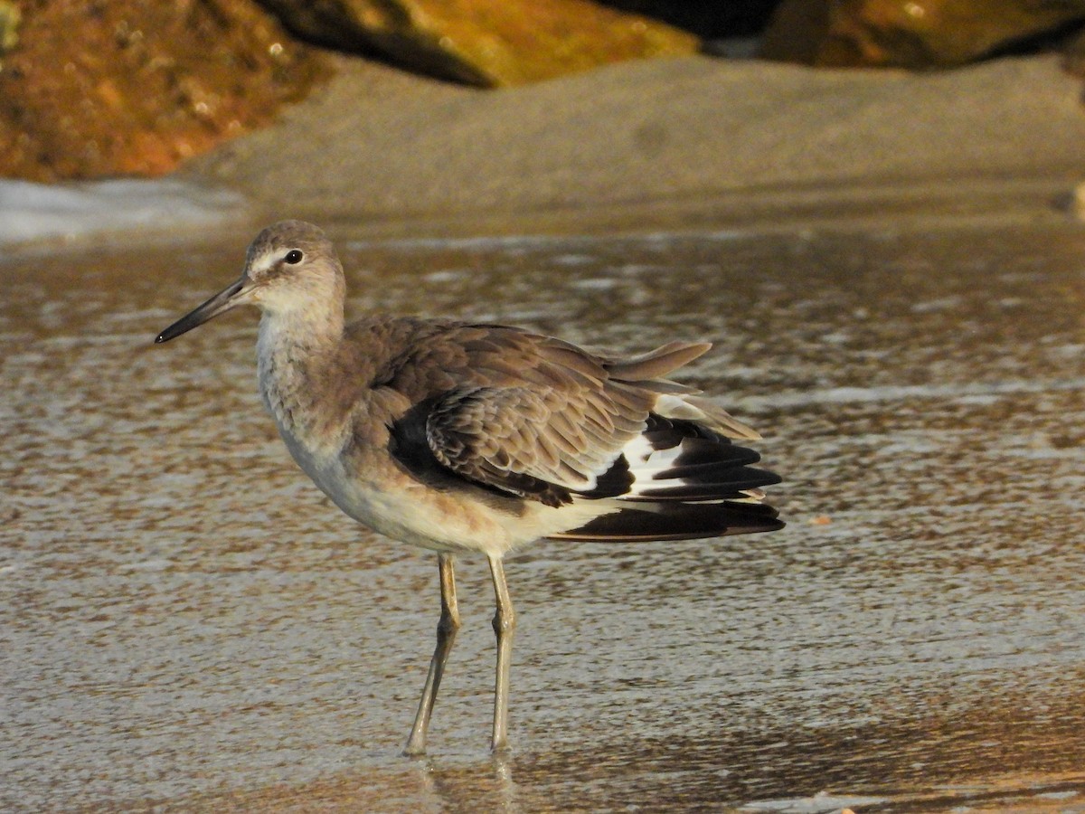 Коловодник американський - ML644663908