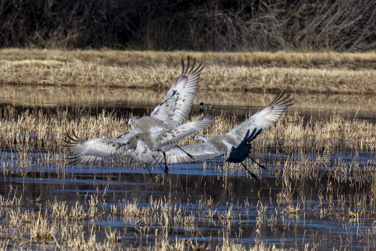 Журавель канадський - ML644663910