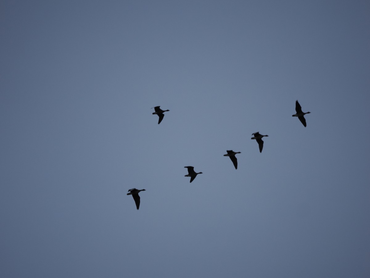 Гуменник короткодзьобий - ML644663911