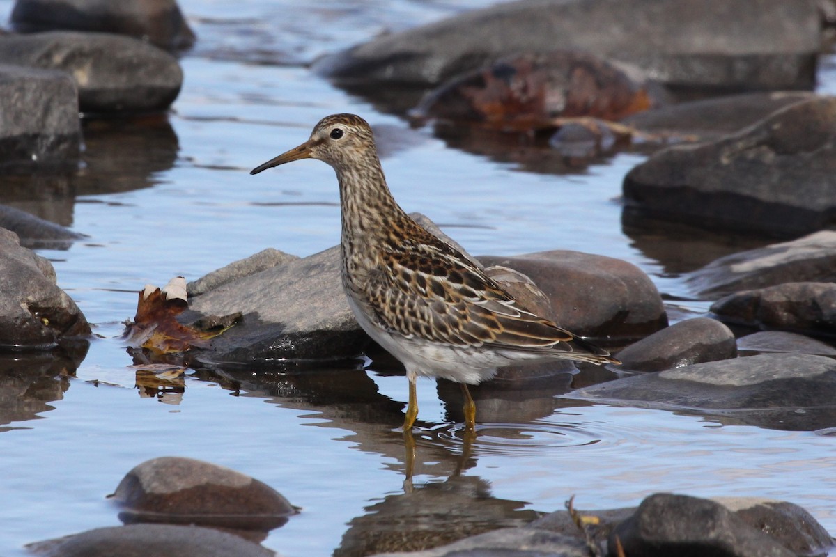 Побережник арктичний - ML644663912