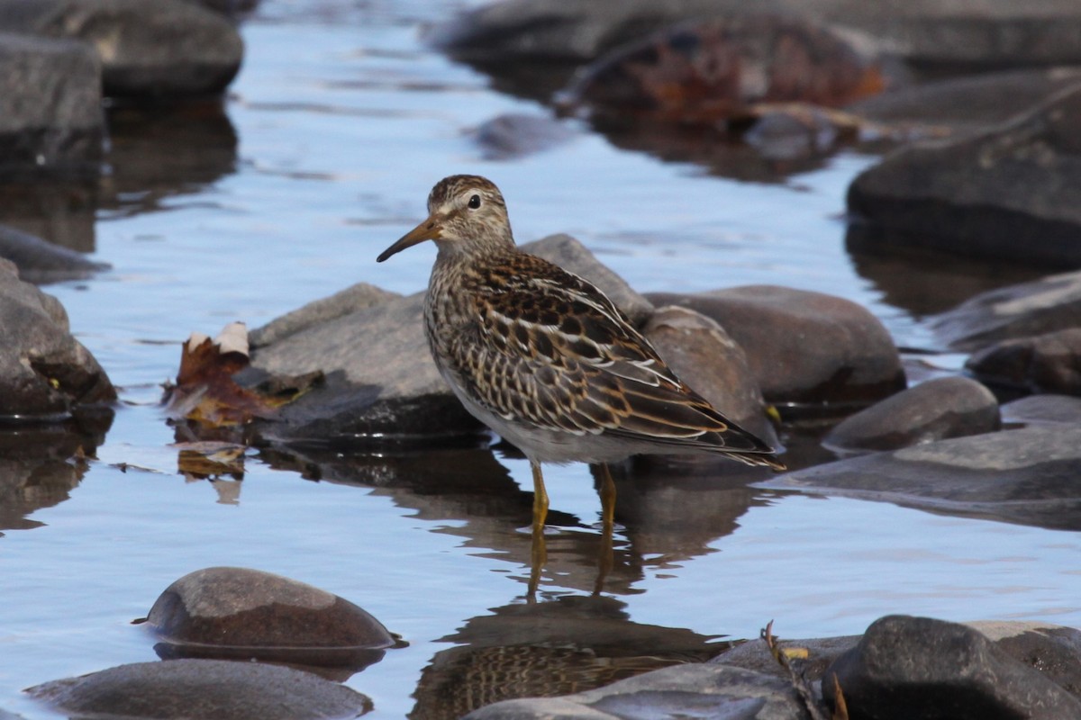 Побережник арктичний - ML644663913