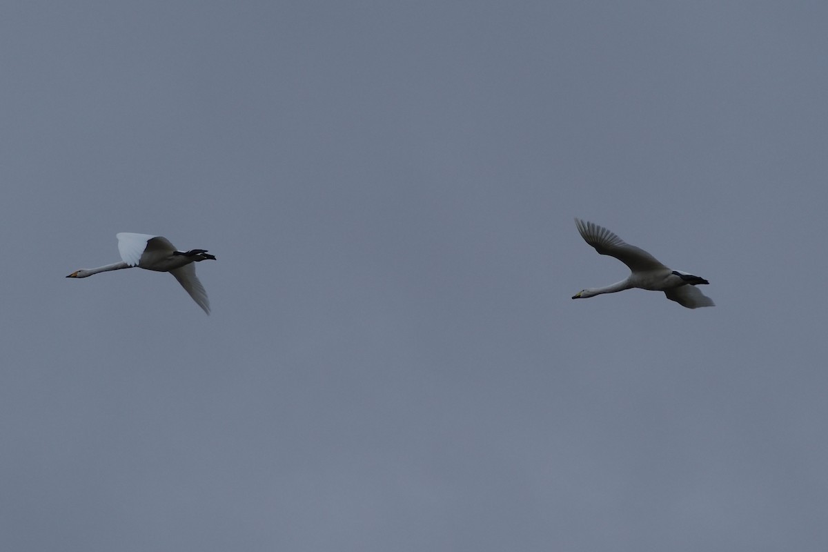 Лебідь-кликун - ML644663914