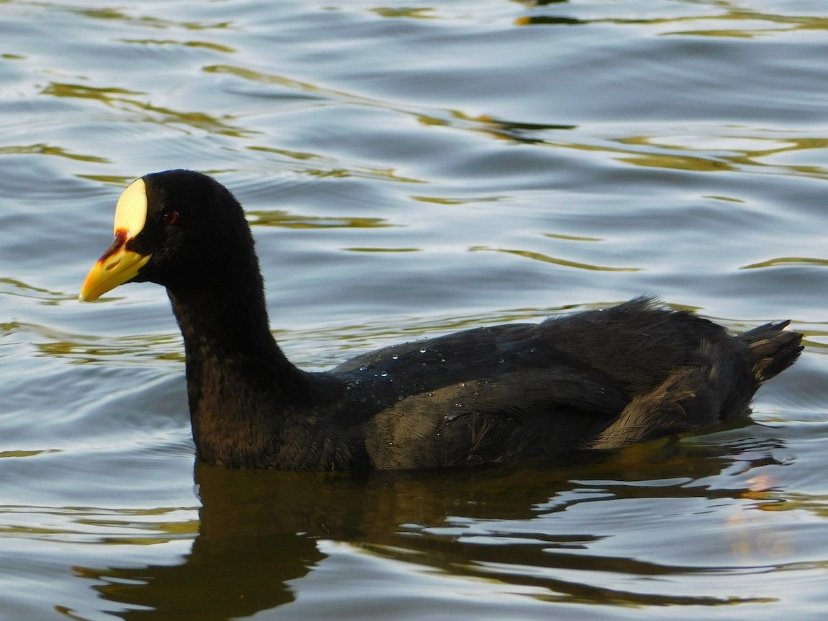 Лиска жовтодзьоба - ML644663915