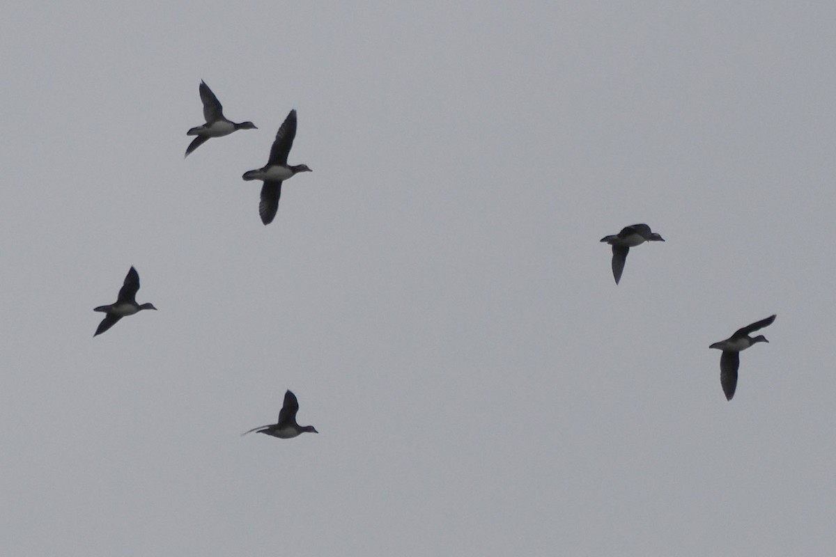 Canard mandarin - ML644663918