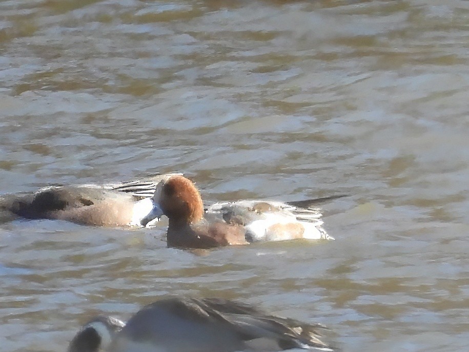 Eurasian Wigeon - ML644663919