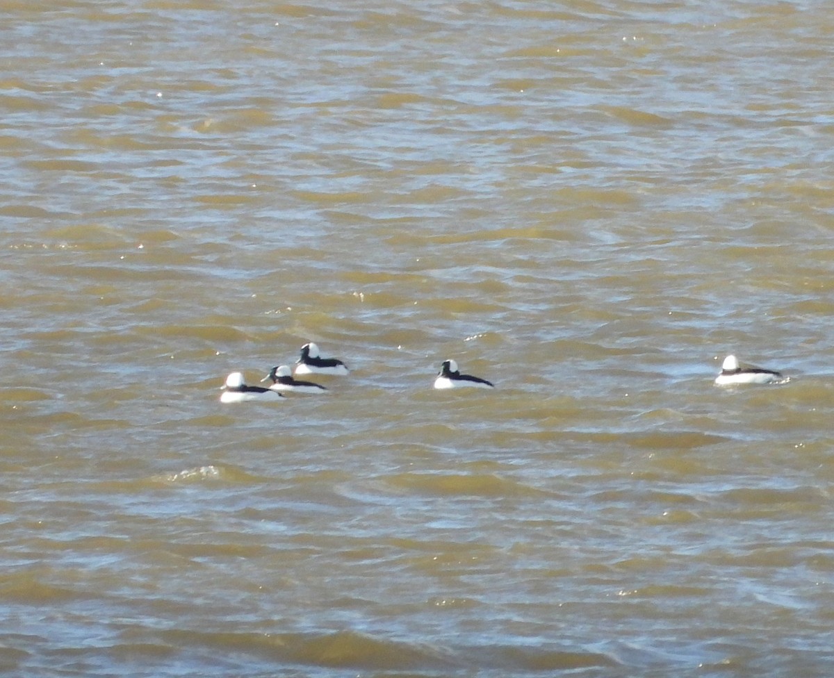 Гоголь малий - ML644663920