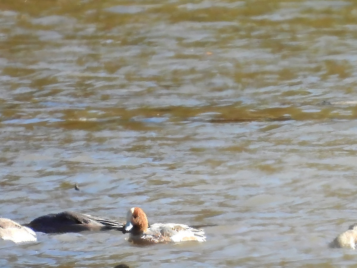 Eurasian Wigeon - ML644663921