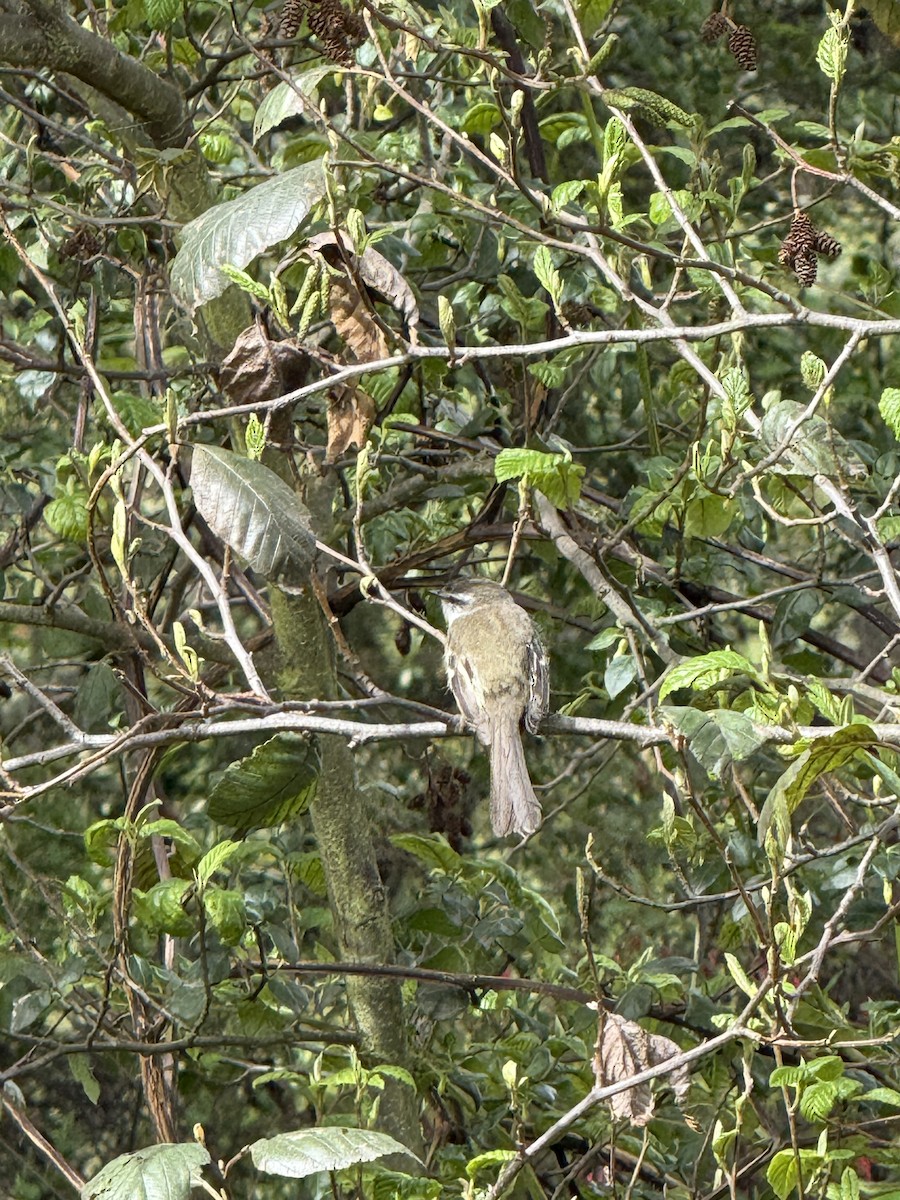 Тиранчик-довгохвіст білогорлий - ML644663922