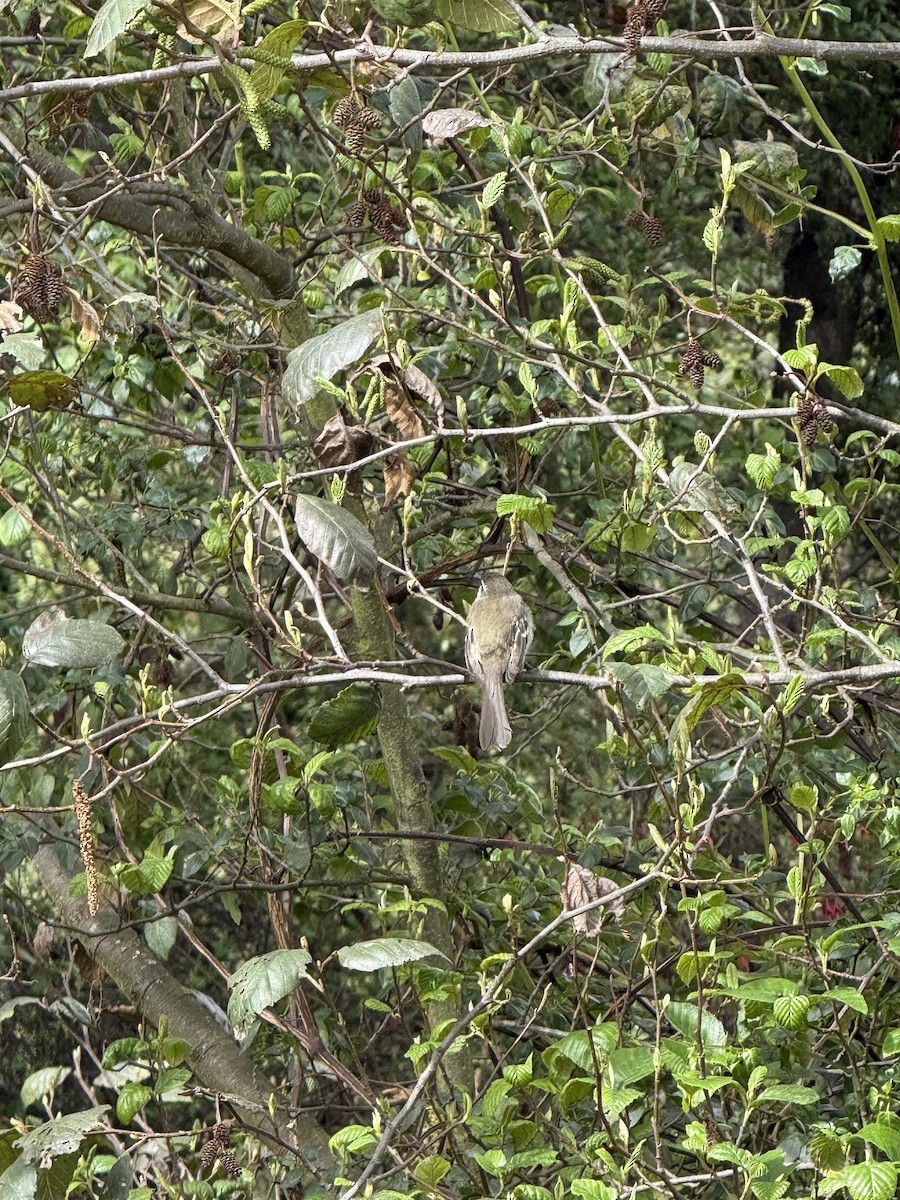 Тиранчик-довгохвіст білогорлий - ML644663923