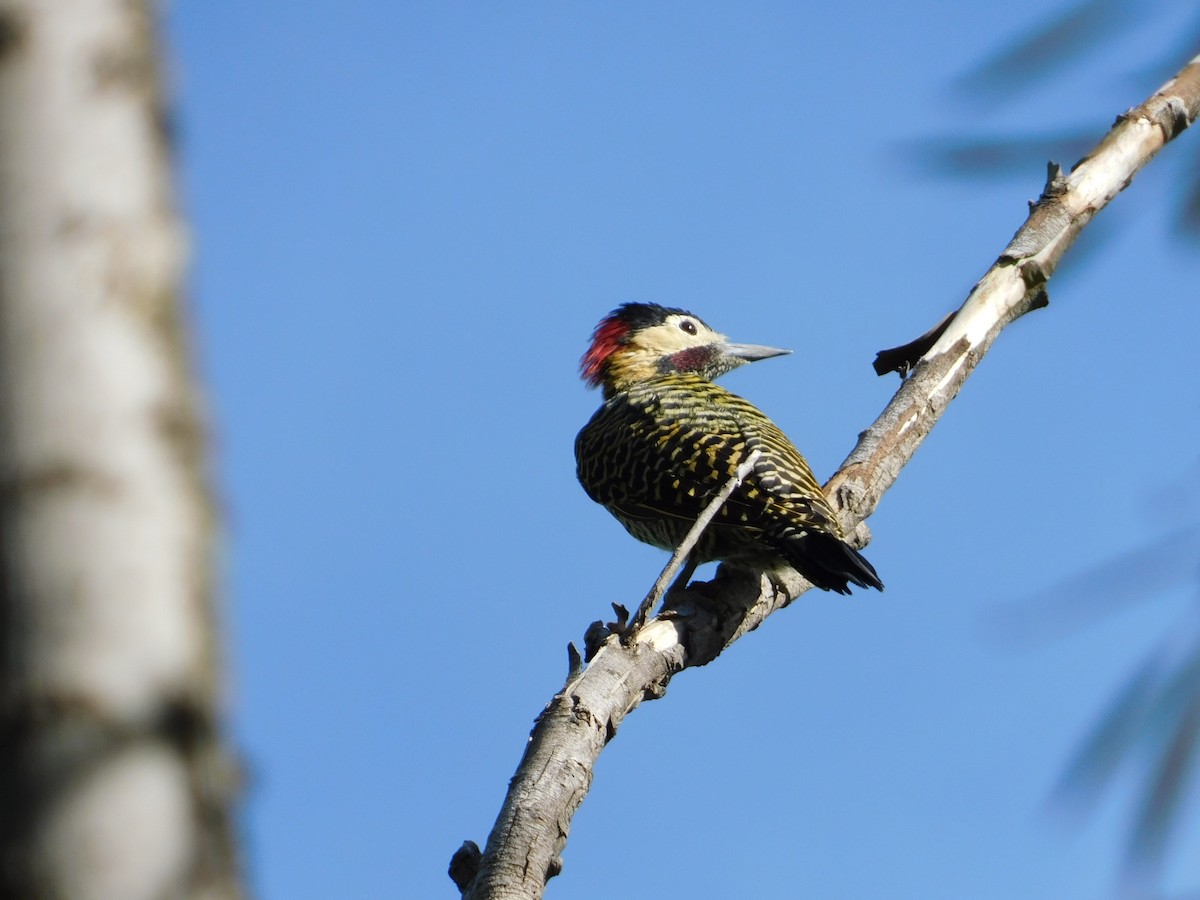 Декол плямистоволий - ML644663925