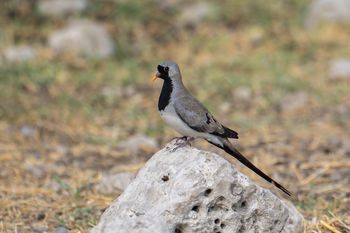 Горлиця капська - ML644663926