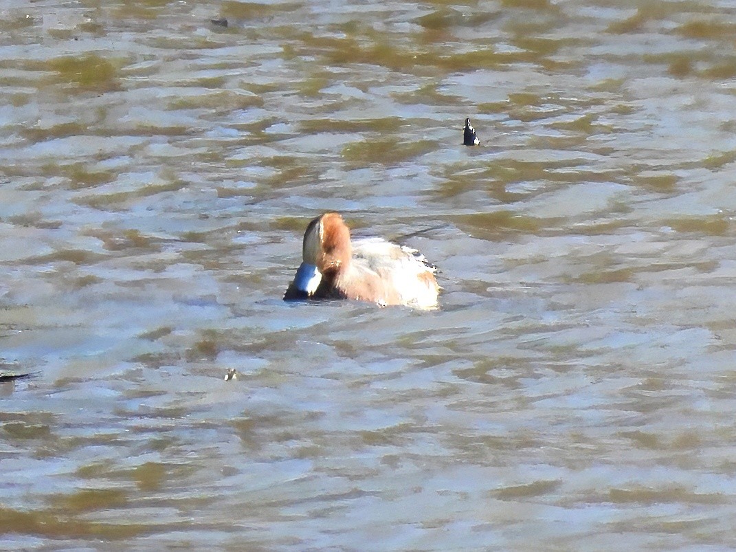 Eurasian Wigeon - ML644663927