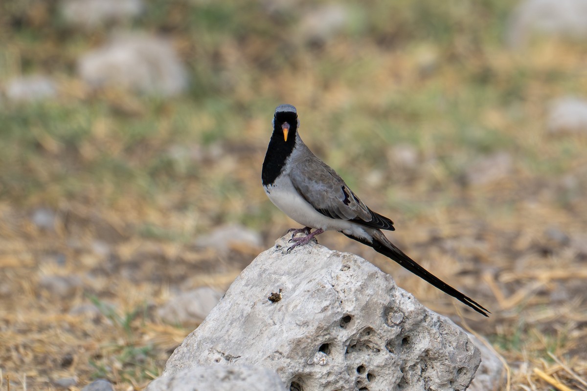 Горлиця капська - ML644663928