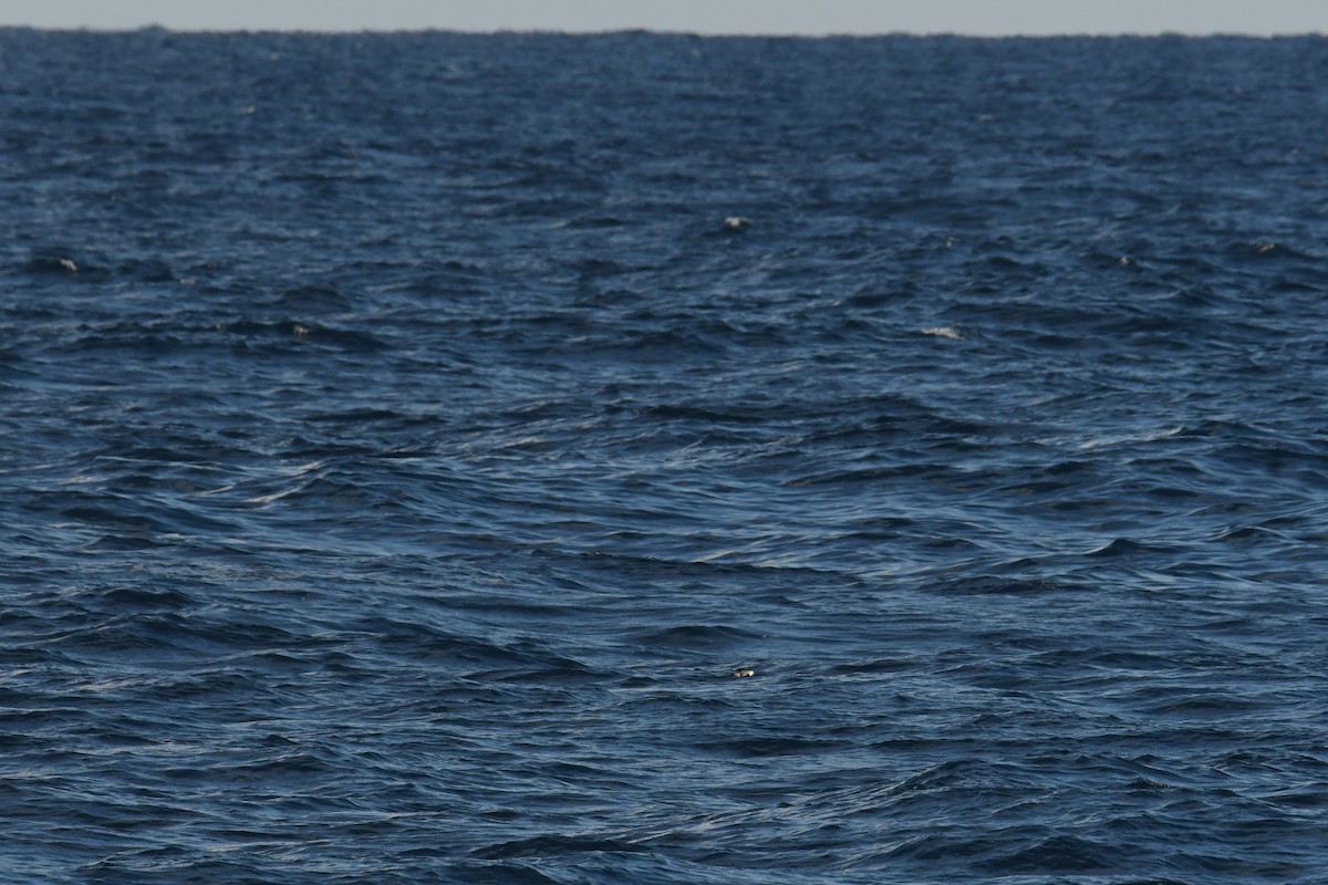 Океанник білобровий - ML644663929