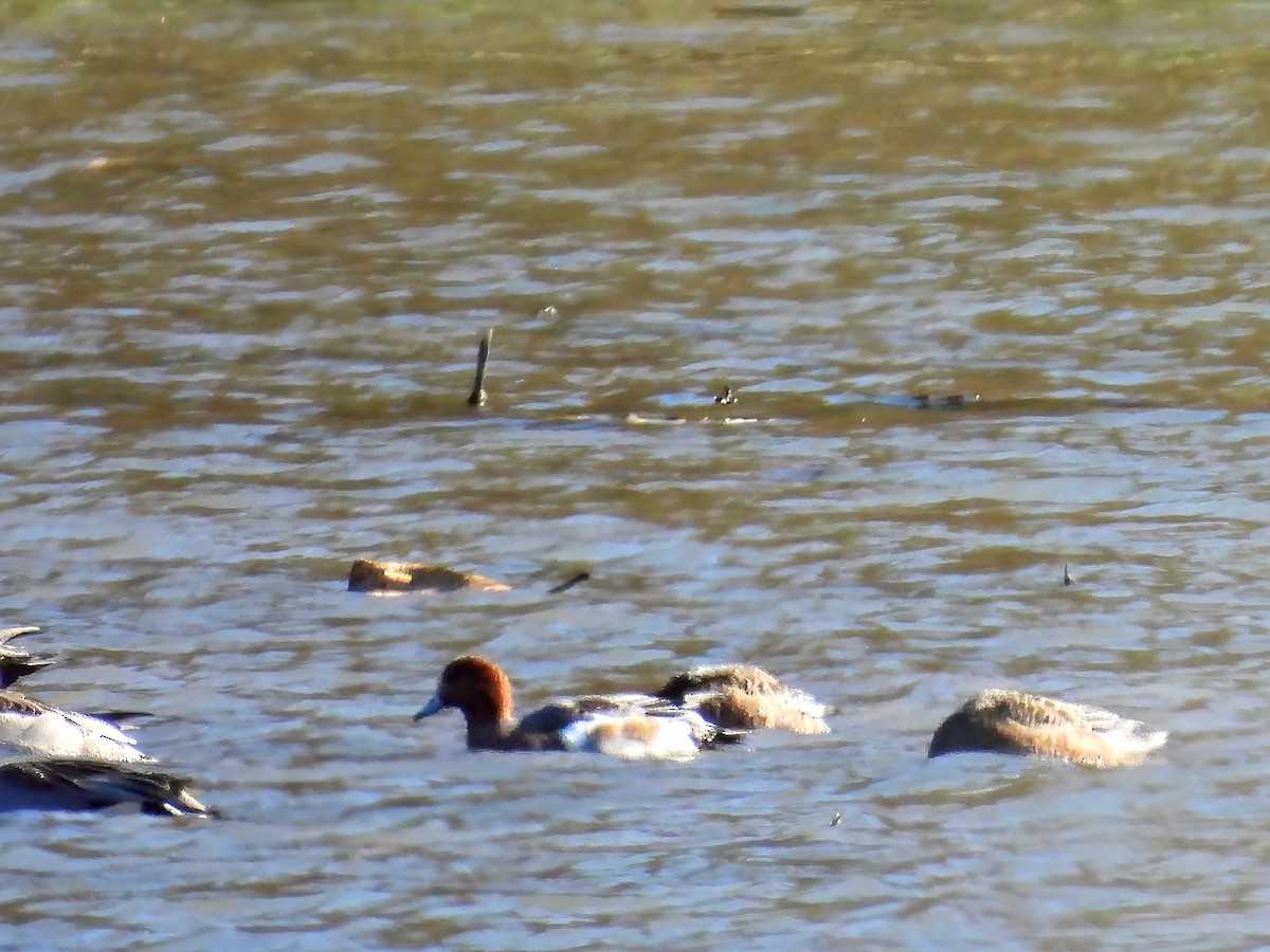 Eurasian Wigeon - ML644663930