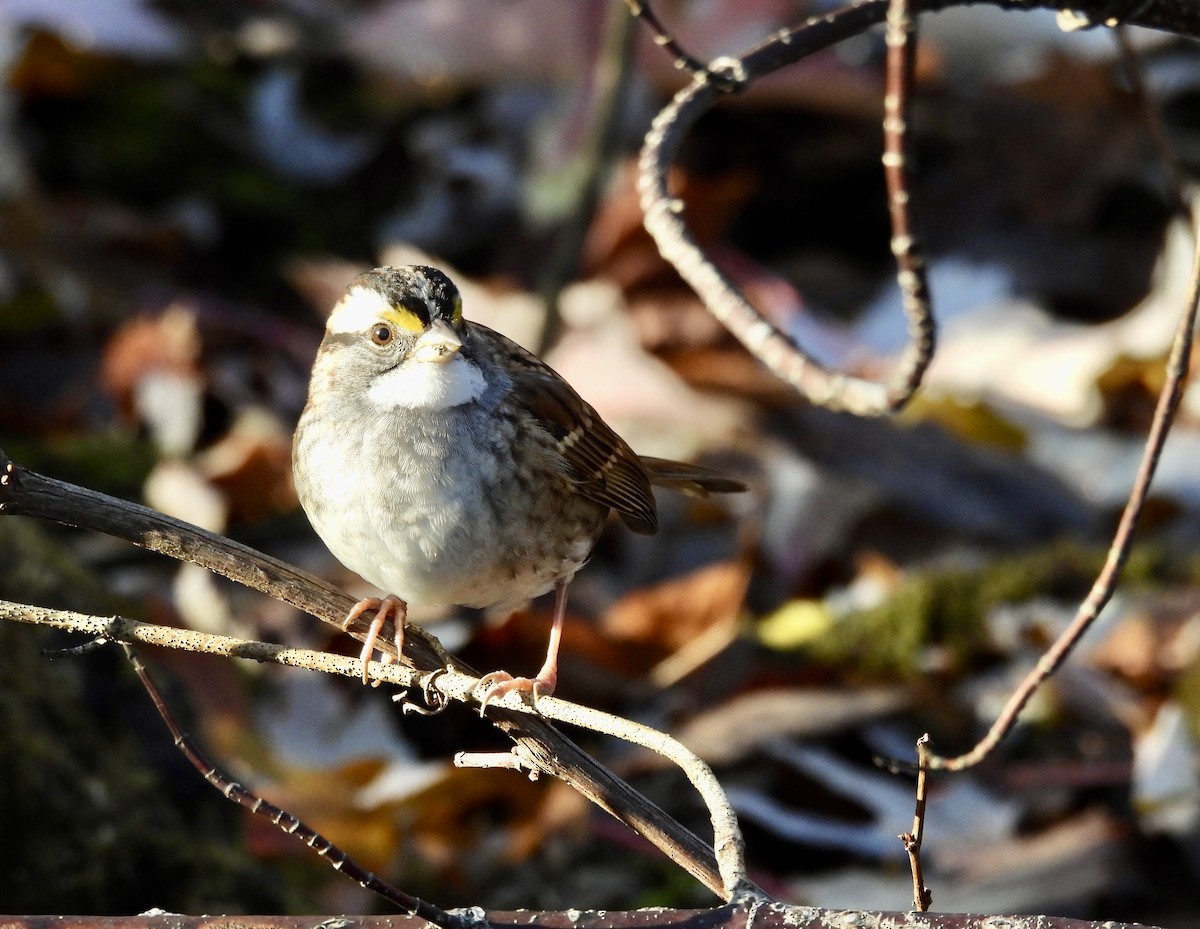 Бруант білогорлий - ML644663931