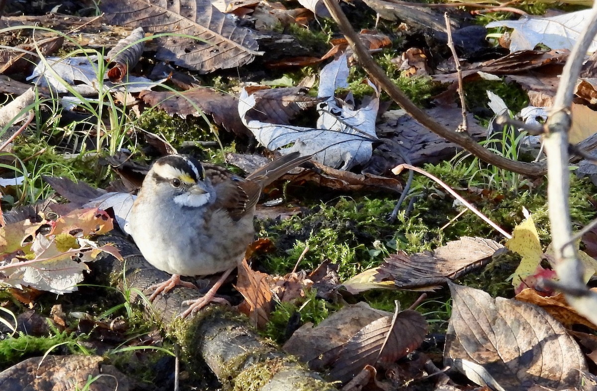 Бруант білогорлий - ML644663932