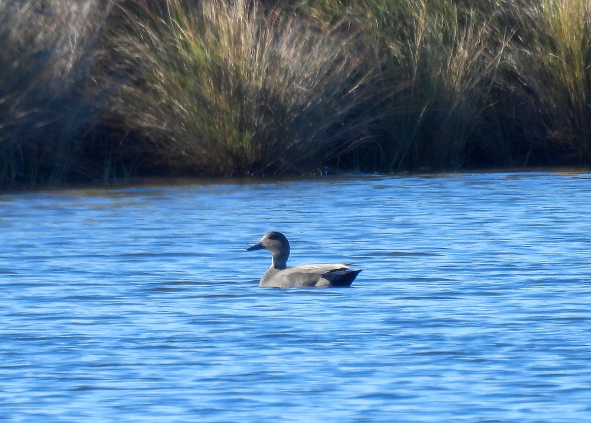 Нерозень - ML644663933