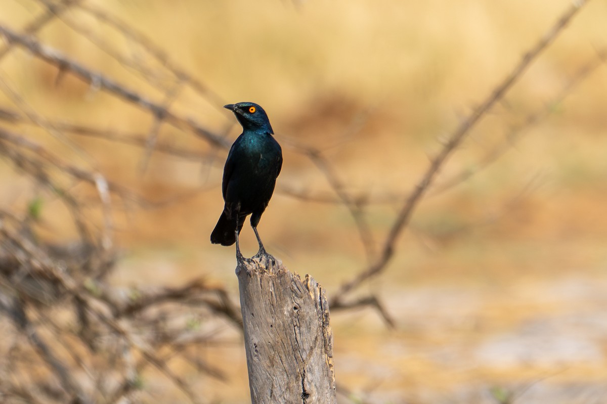 Мерл капський - ML644663934