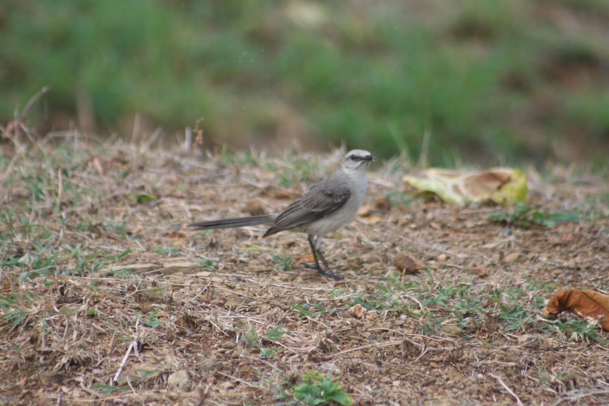 Tropikal Taklitçi - ML644663938