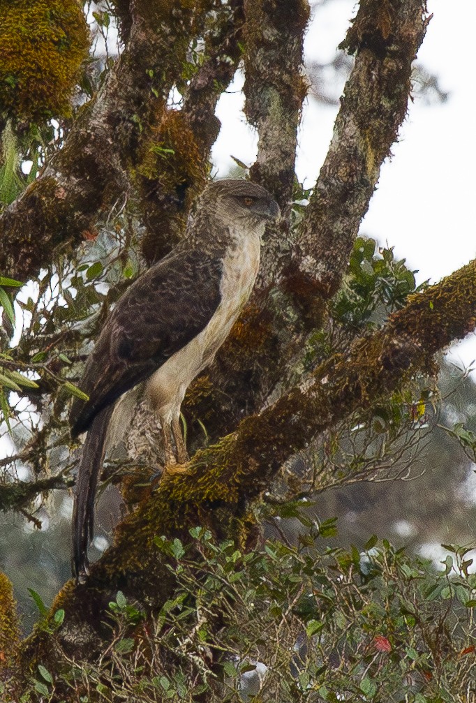 New Guinea Eagle - ML644663943