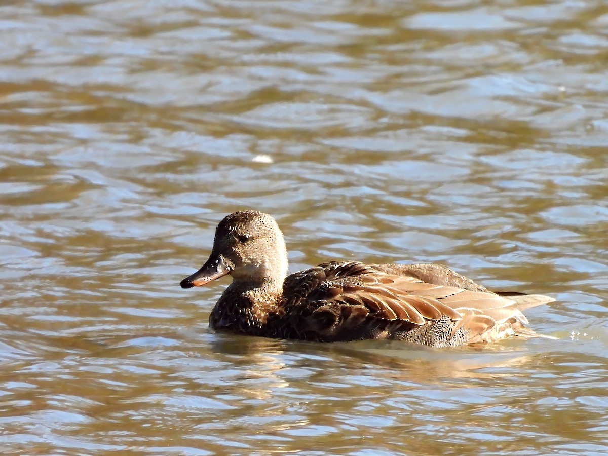 Gadwall - ML644663945