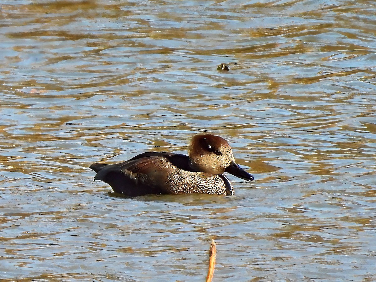 Gadwall - ML644663954