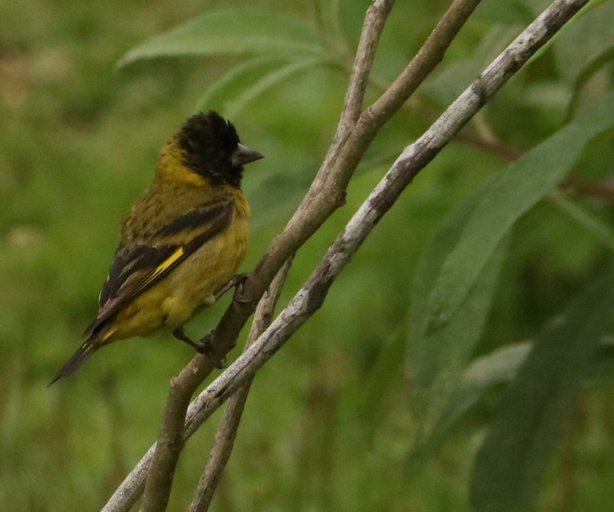 Hooded Siskin - ML644663956