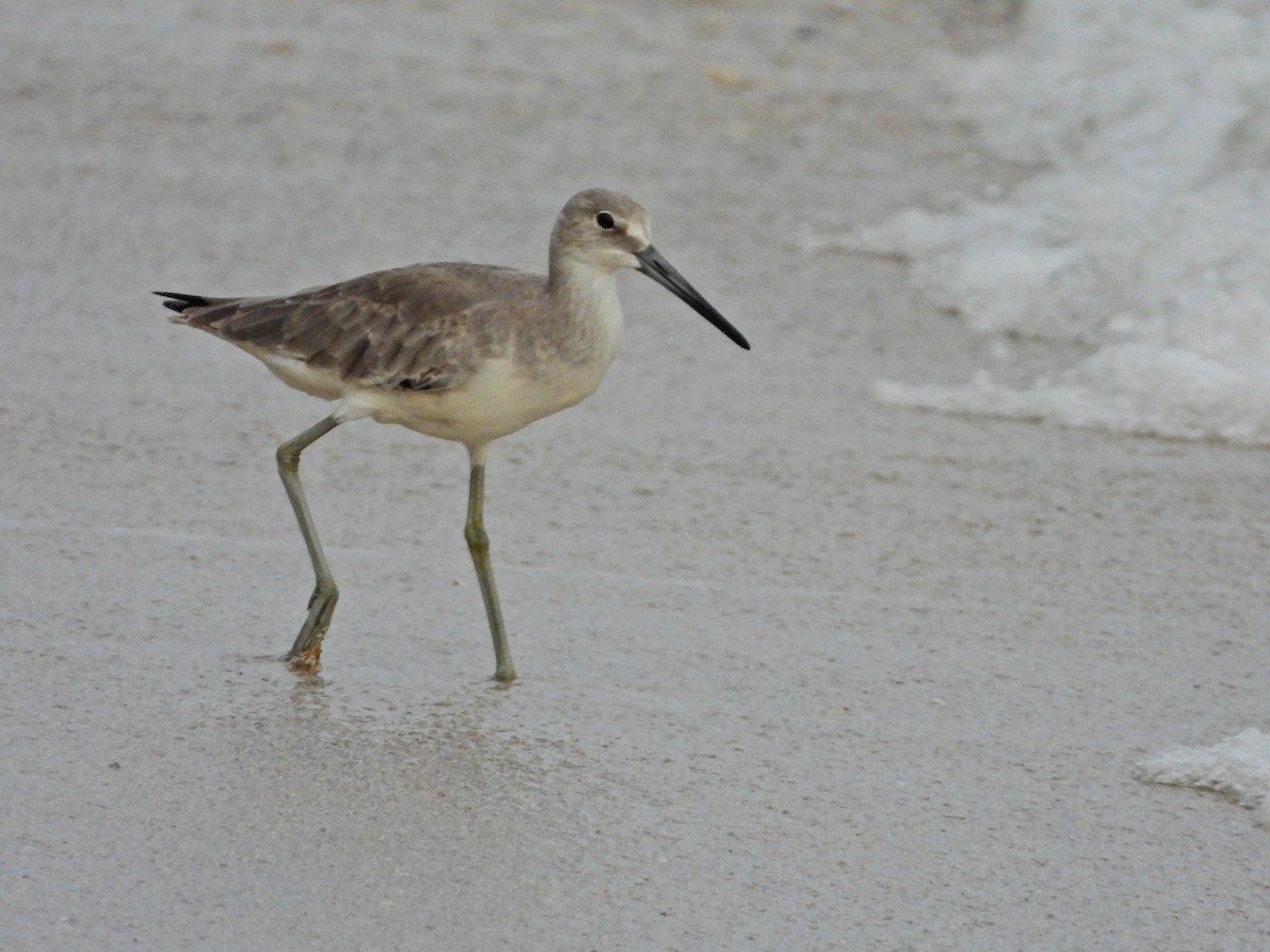 Willet - ML644663957