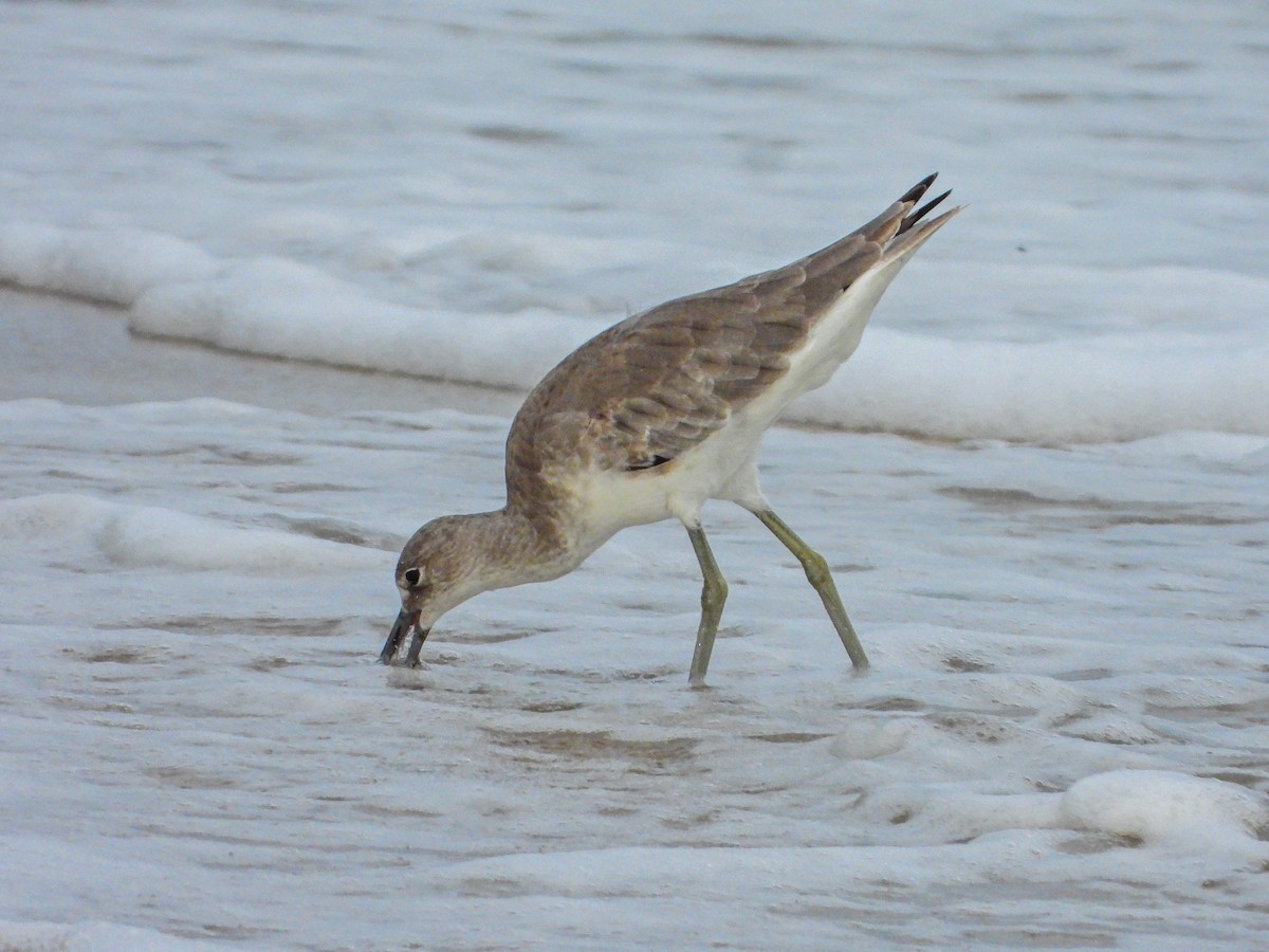 Willet - ML644663962
