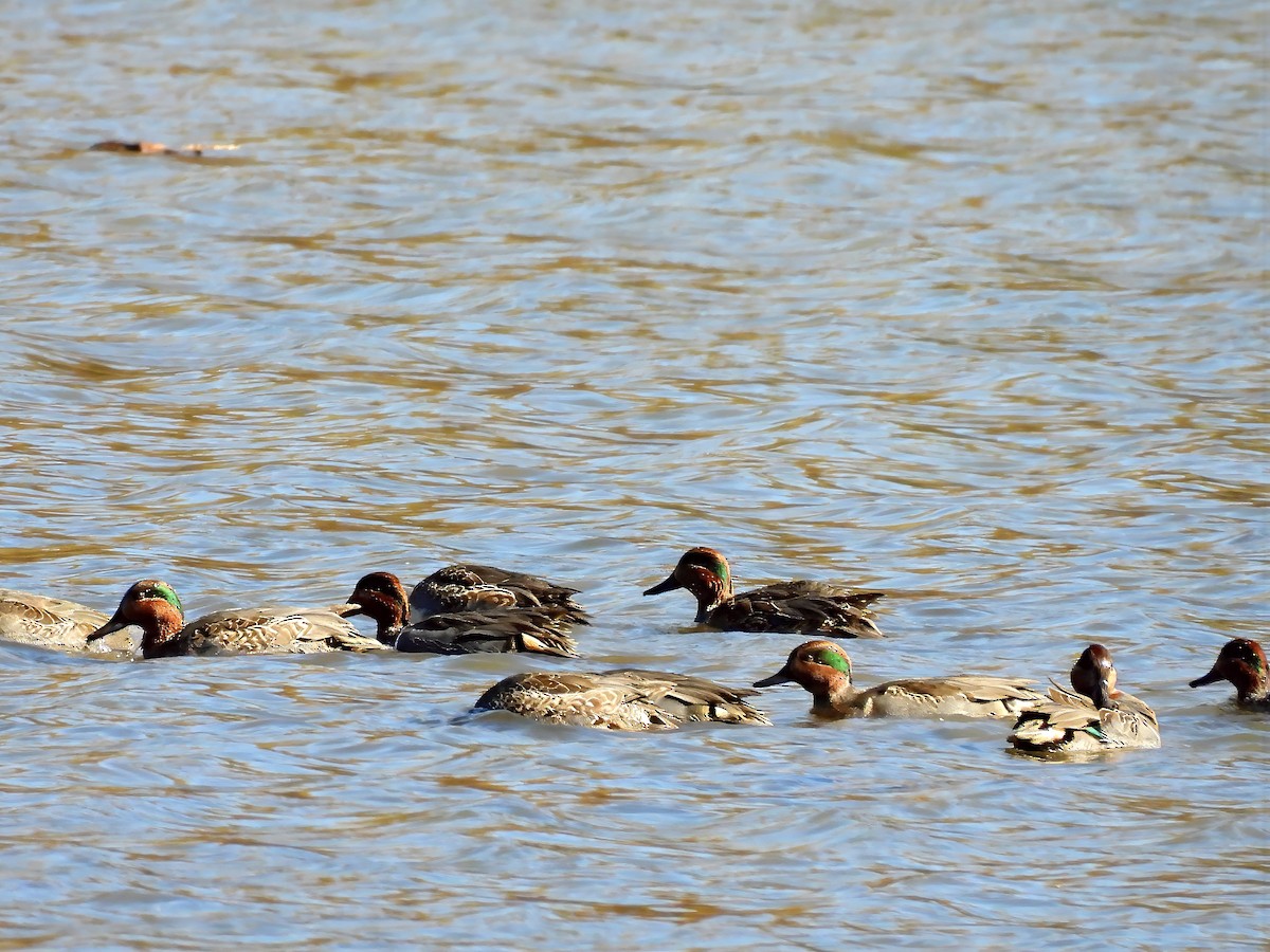 krikkand - ML644663967