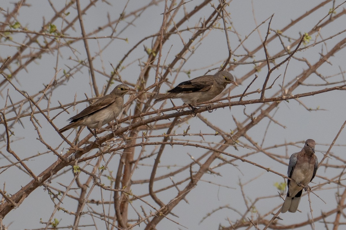 Wattled Starling - ML644663969