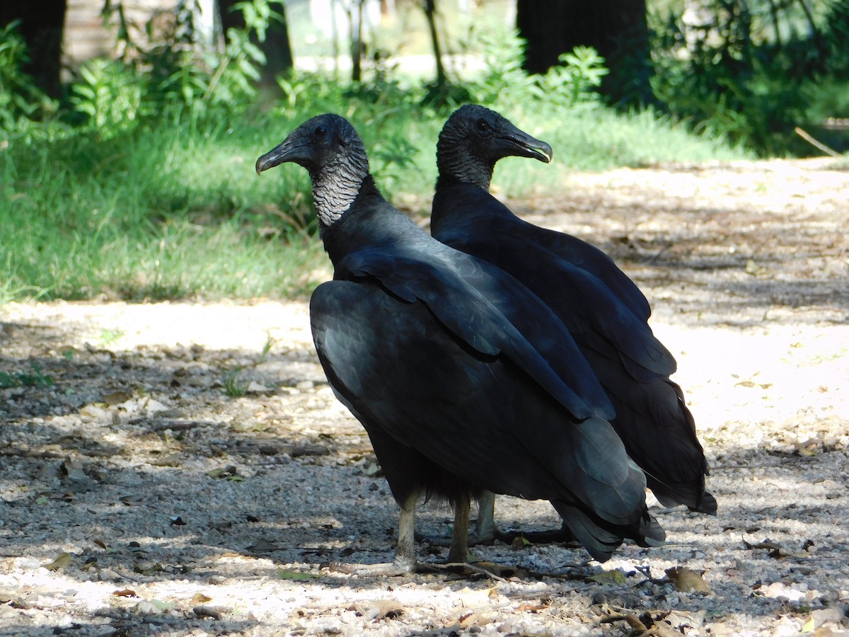 Zopilote beltza - ML644663973